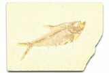 Detailed Fossil Fish (Diplomystus) - Wyoming #379315-1